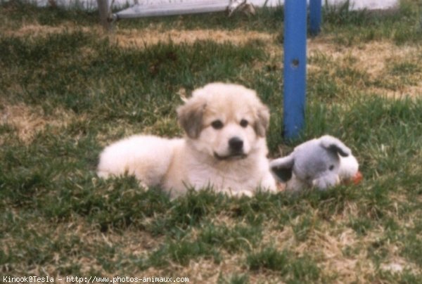 Photo de Chien de montagne des pyrnes