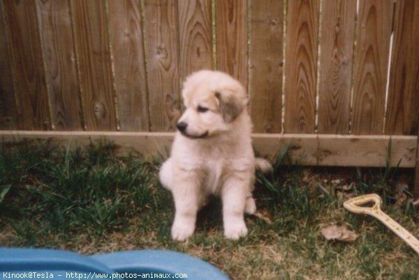 Photo de Chien de montagne des pyrnes