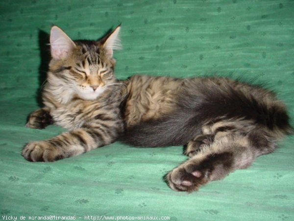 Photo de Maine coon