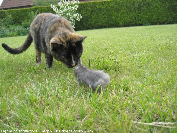 Photo de Chat domestique