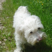 Photo de Bichon maltais