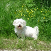 Photo de Bichon maltais