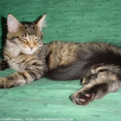 Photo de Maine coon