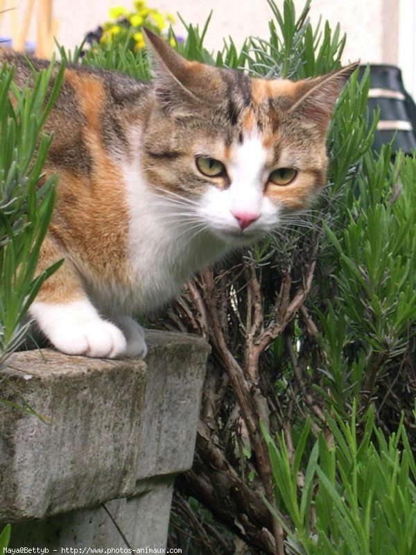 Photo de Chat domestique