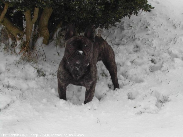 Photo de Bouledogue franais