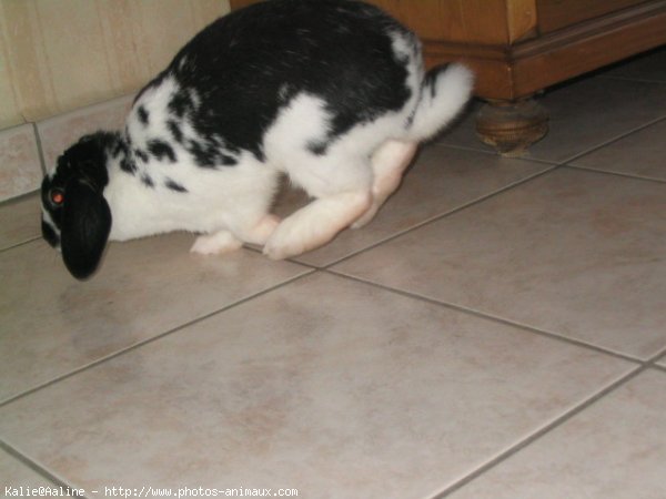 Photo de Lapin