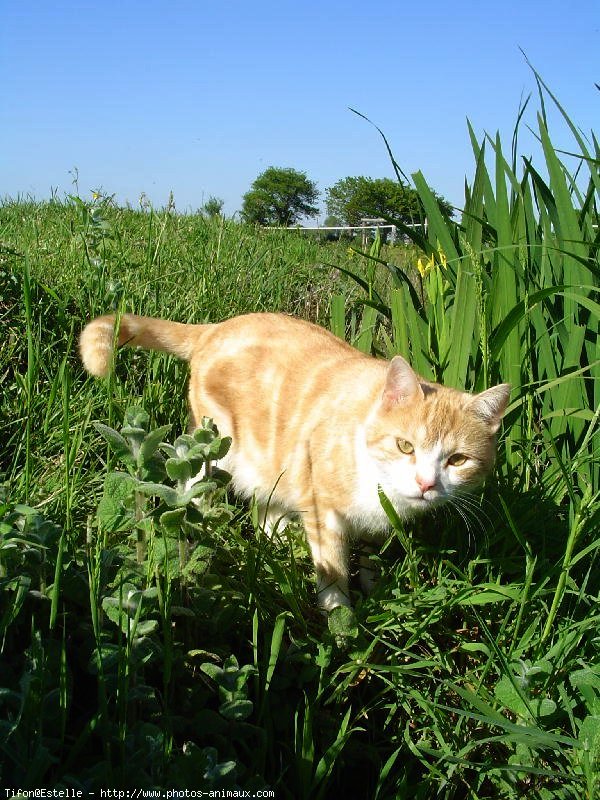 Photo de Chat domestique