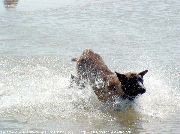 Photo de Berger belge malinois