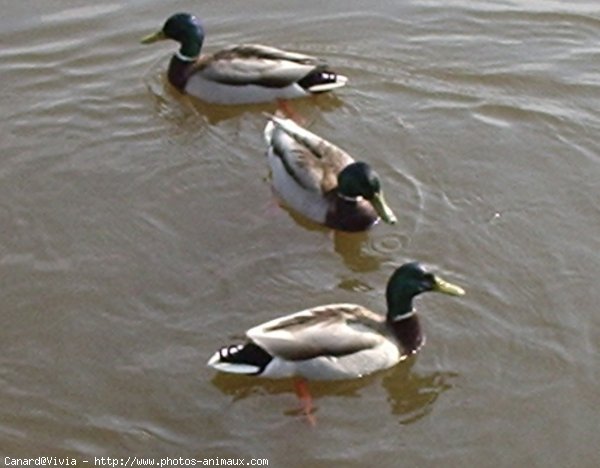 Photo de Canard