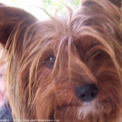 Photo de Yorkshire terrier