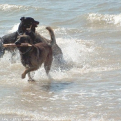 Photo de Races diffrentes