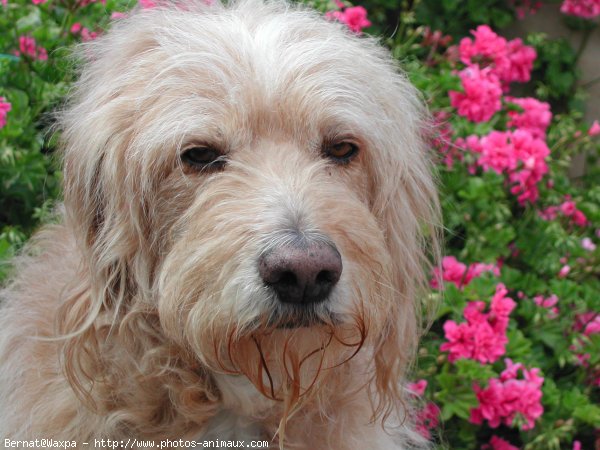 Photo de Chien de berger des pyrenes  poil long