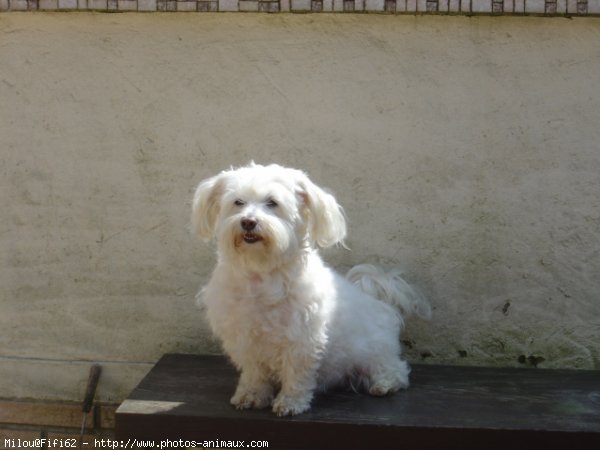 Photo de Bichon maltais