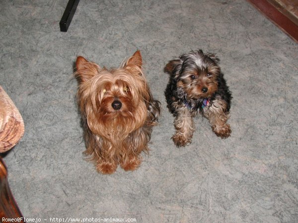 Photo de Yorkshire terrier