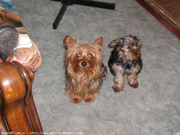 Photo de Yorkshire terrier