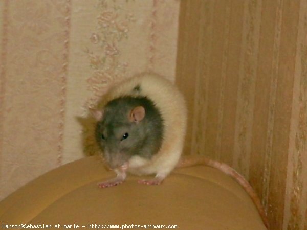 Photo de Rat