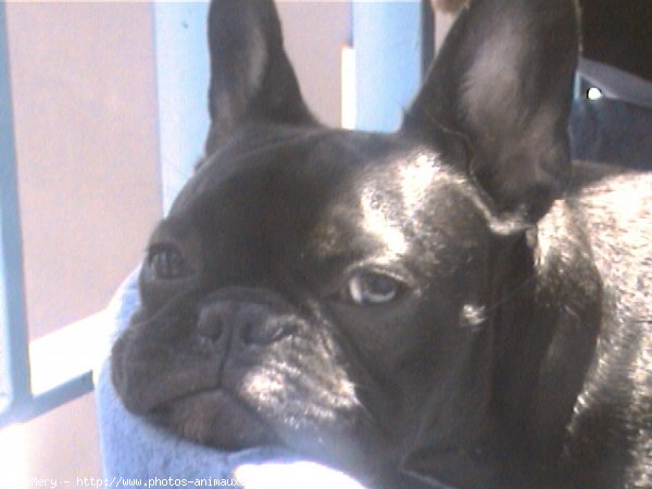 Photo de Bouledogue franais