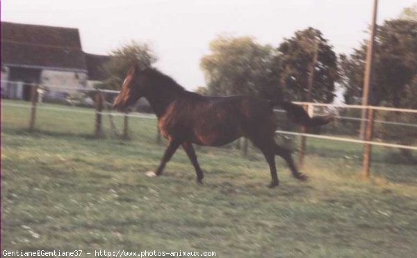 Photo de Poney franais de selle