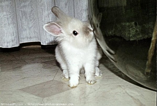 Photo de Lapin