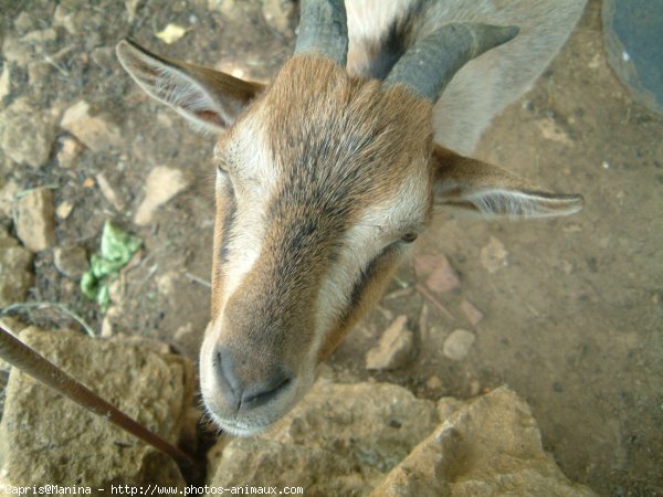 Photo de Bouc