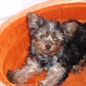 Photo de Yorkshire terrier