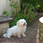 Photo de Bichon maltais