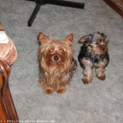 Photo de Yorkshire terrier