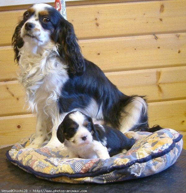 Photo de Cavalier king charles spaniel