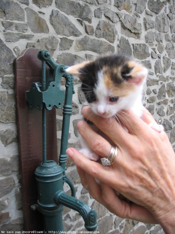 Photo de Chat domestique