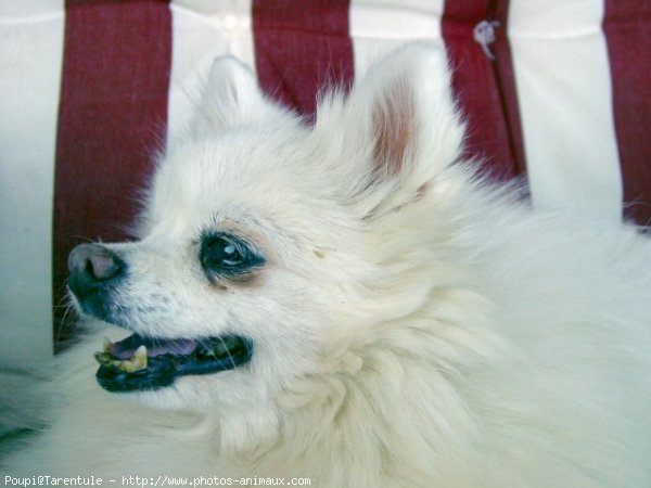 Photo de Spitz moyen