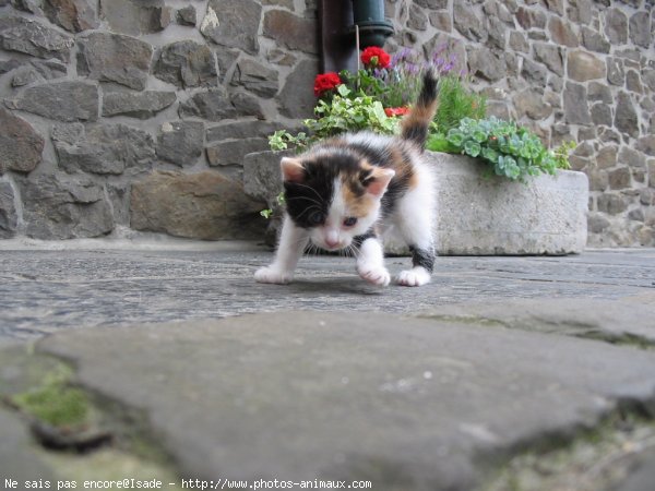 Photo de Chat domestique