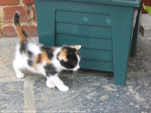 Photo de Chat domestique