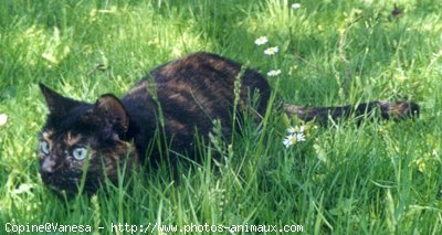 Photo de Chat domestique