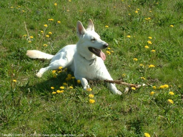 Photo de Berger blanc suisse