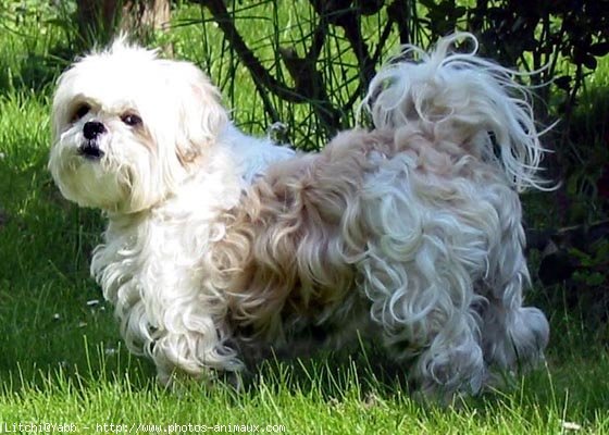 Photo de Lhassa apso