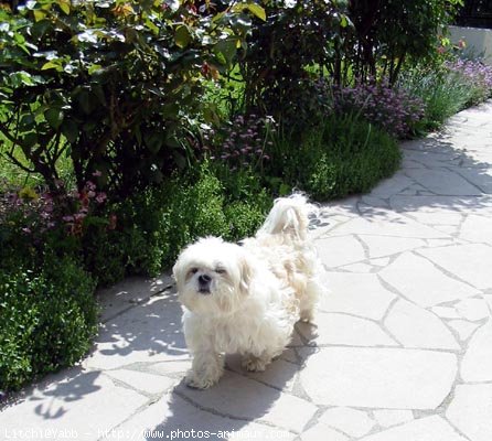 Photo de Lhassa apso