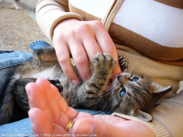 Photo de Chat domestique