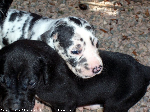 Photo de Dogue allemand