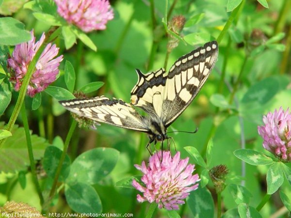 Photo de Papillon