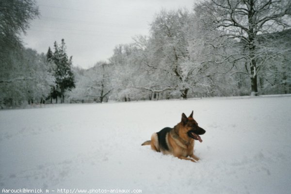 Photo de Berger allemand  poil court