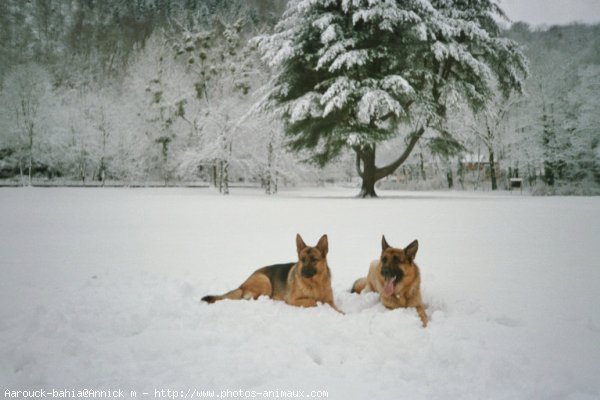 Photo de Berger allemand  poil court