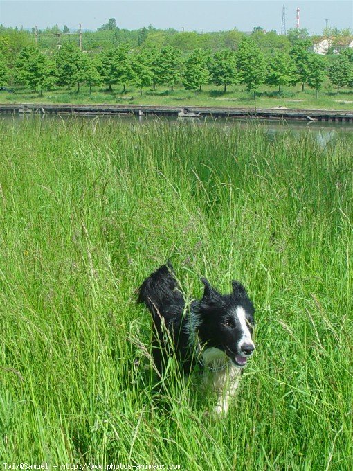 Photo de Border collie