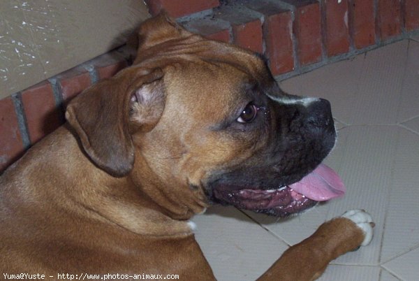 Photo de Boxer