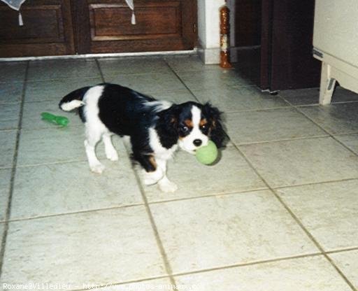 Photo de Cavalier king charles spaniel