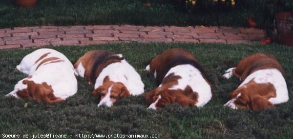 Photo de Basset hound