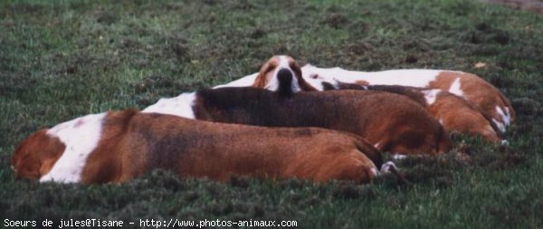 Photo de Basset hound