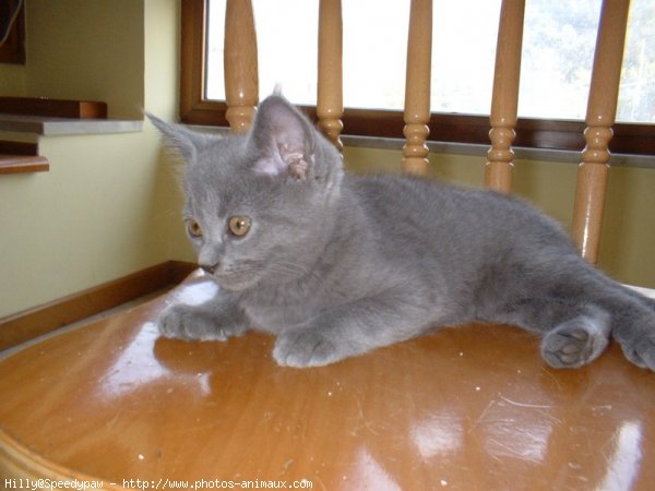 Photo de Chartreux