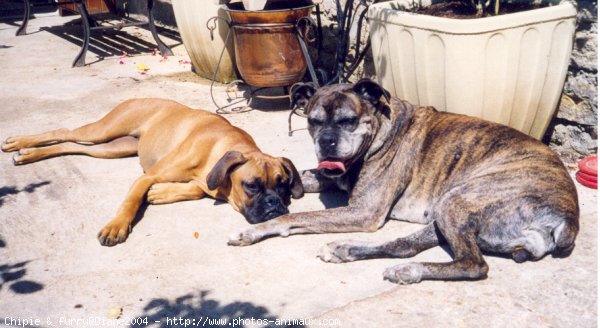 Photo de Boxer