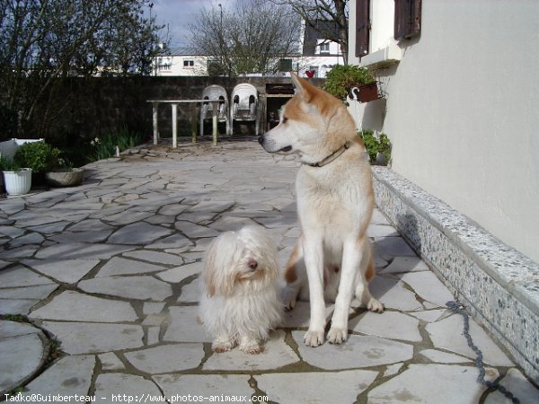 Photo d'Akita inu