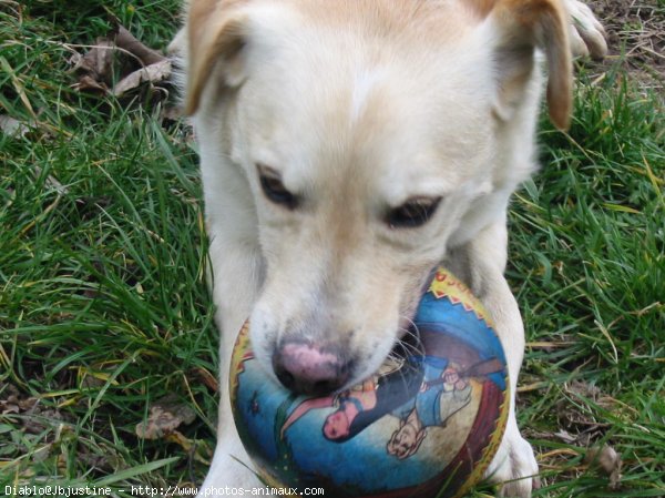 Photo de Labrador retriever